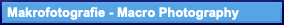   Makrofotografie - Macro Photography